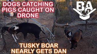 HUNTING WILD BOAR USING DRONE TO FOLLOW DOGS - Tusky Trophy Boar has a go at Dan.