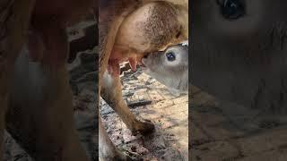 #cow baby feeding milk#so…cute #song