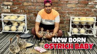 New Born Ostrich Baby | Ostrich Baby | Pakistan Ostrich Farm Brand