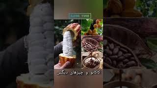 فرق کاکائو با شکلات چیه!؟ #shorts #viral