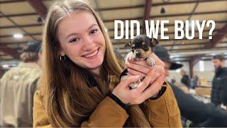 We Went to a Farm Animal Swap | What did we Find? 