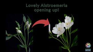 Showing the inner-beauty of flowers - Alstroemeria "Avalanche"