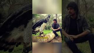 The Harpy Eagle