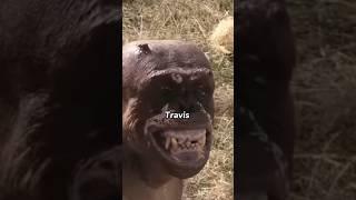 ️HORRIFYING: The Tragic Tale of Travis the Chimp: A Wake-Up Call for Wild Animal Laws #facts #UUin