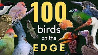 100+ Birds Living on the Edge of Extinction - Ambient Information