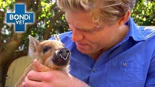 Dr Chris Warns Family About Adopting Pet Pig ️ | Bondi Vet Clips | Bondi Vet