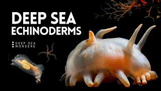 The Wonder of Deep Sea Echinoderms