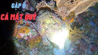 Diving in Hoang Sa Sea and Encountering a Devil-faced Fish Nest Earning Tens of Millions of Dong