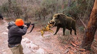 Wild boar hunting |chasse sanglier en battue