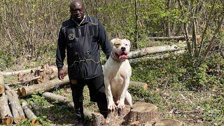 American Bull dog woodland protection training