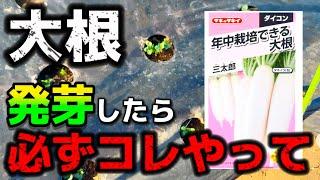 【大根】冬に発芽したら必ずコレやって下さい。やらないと大根の栽培上手くいきません。