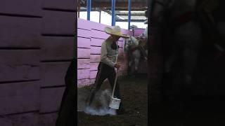 Caul #ecproduction #charrería #explore #shorts #trending #mexico #cowboys