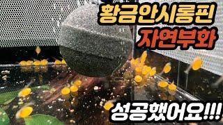 황금안시롱핀의 자연부화에 성공했습니다 !! 탄생의 순간부터 성장기까지!