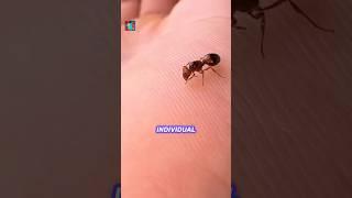 The Secret Psychology of Ants — Tiny Minds, Massive Power #facts #animalbehavior #ants