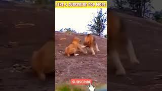 Alpha lion  vs beta lion | #shorts #short