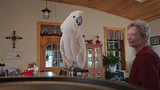 Cockatoo Gets A Visit From Grandma & Pappy