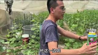 新农人推荐大棚哈密瓜管理方案，苗期更放心，效果特别好