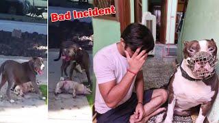 Don't buy Pitbull Dog's  | Mafia The Pitbull