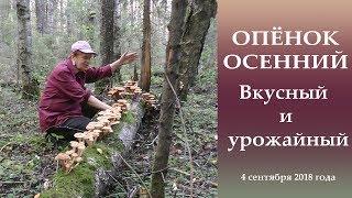 ОПЁНОК ОСЕННИЙ. Урожайный и вкусный.