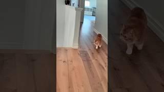 Ball time Ballbie. #catcam #cat #catplaying #talkingcat #meow #catlover