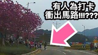 [香港街拍 | 西沙路新景點] 有人為打卡衝出馬路!!!?????? 一字排開夢幻粉色花海！紅花風鈴木提早開花！西沙路Go Park外成熱門打卡景點！