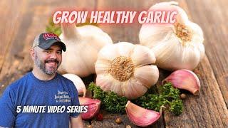 Tuesday Growing Tip: Garlic & Vernalization || DHBG