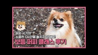 퍼피 시기의 소중한 1시간을 놓치지 마세요! 보듬 퍼피 클래스｜보듬교육 후기