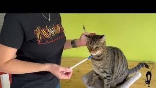 Teach Your Cat to Use A Pill Popper, Positively and Willingly