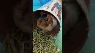 Guinea pig in an oatmeal tube, sniffs the camera