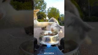 Mortal stray cat lunches #cat #catlover #funnycats