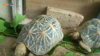 Pets Star Indian Star Tortoise Basic  印度星龟