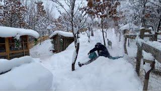 The Mountain is My Life, the Animals are My Family - Winter, Play, and Joy in the Snow.