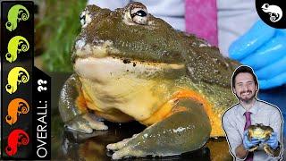 Giant African Bullfrog (Pixie Frog), The Best Pet Amphibian?