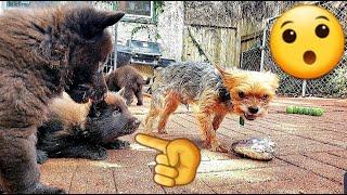 Teacup Yorkie Disciplines Litter of Lycan Shepherd Puppies