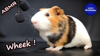 Guinea Pig Wheeking ASMR #11