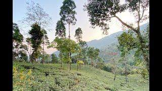 Jungpana Tea Estate