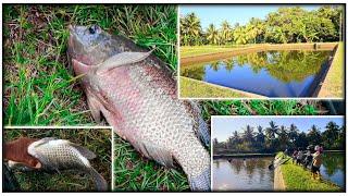 තිලාපි මසුන් වගාව සහ මත්ස්‍ය අභිජනනය | Tilapia Fish Farming In Sinhala | පිරිමි තිලාපියා නිශ්පාදනය