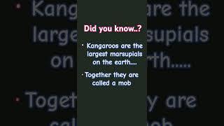 Kangaroo are called mob....? #anime #phonkytribu #phonkbr #phonk