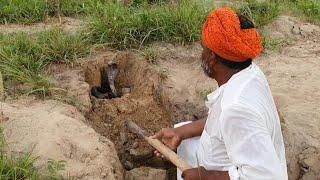 Black Cobra Snake Catching,Jogi is getting trained his son for Snake Catching