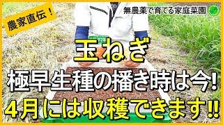 【玉ねぎ栽培】失敗しない品種選び～種まき・苗作りのコツ  【有機農家直伝！無農薬で育てる家庭菜園】　24/8/27