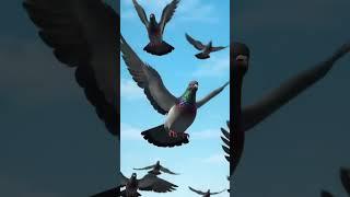 Dove Flying Freely in the Blue Sky️  #NatureShorts #birds #animatedshort #shortanimation