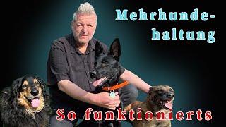 Mehrhundehaltung - So funktioniert´s