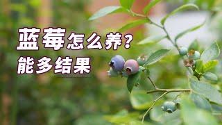 园丁小饭丨想要蓝莓多结果？这样照顾它才行