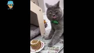 Кумедні тваринки :) Смешные животные :) funny animals #6