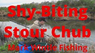 Shy-Biting Stour Chub