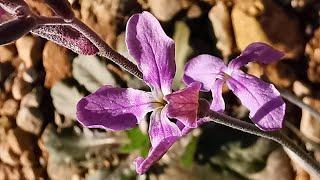 Φραγκοκοράκι ή κολπωτή ματθιόλα (Matthiola sinuata) στις ηλιόλουστες πεδιάδες της Μάνδρας Αττικής