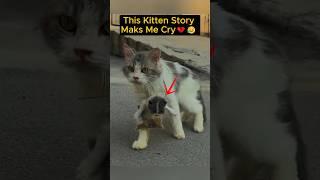 Mama Cat's Plea For Help Saves Her Kitten #shorts #cat #rescue