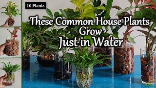 These Common Indoor Houseplants That Grow Water Only//GREEN PLANTS