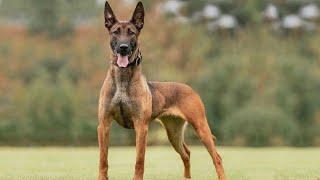 10 Facts About Belgian Malinois That You Don't Know