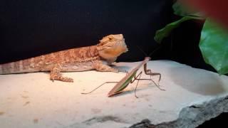 Bearded dragon eats preying mantis